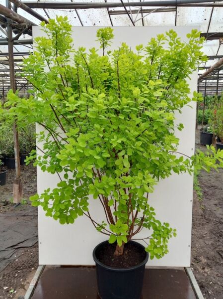 Cotinus coggygria 'Golden Lady'®, Gold-Perückenstrauch 'Golden Lady'®, im Topf C50, 150–175 cm, Strauch mit gelbgrünem Laub