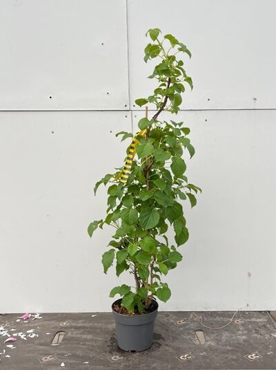 Kletter-Hortensie (Hydrangea anomala petiolaris) 60–80 cm C3 im Topf, aufrechter Trieb mit grünen Blättern.