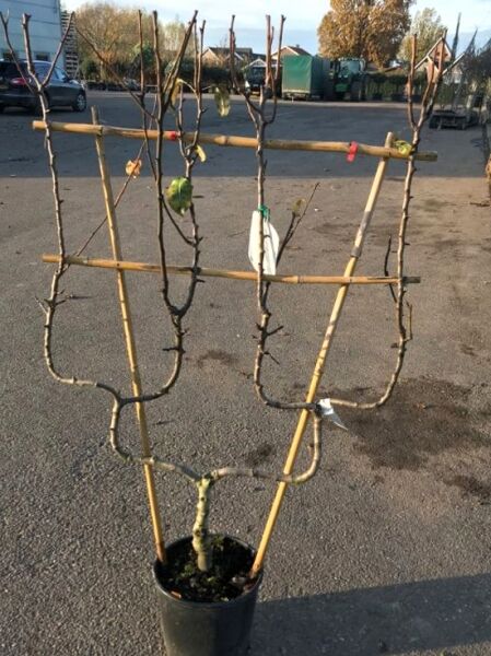 Birne 'Konferenzbirne' (Pyrus communis 'Konferenzbirne') Spalier doppelte U-Form im Topf C30 mit Bambusstützen