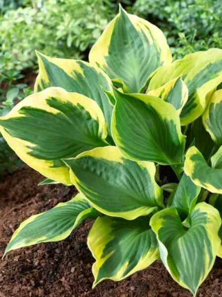 Kleine Goldrand-Funkie (Hosta nakaiana) 'Golden Tiara' mit grünen Blättern und gelbem Rand, bodennah wachsend.