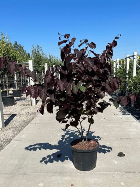 Amerikanischer Judasbaum (Cercis canadensis) 'Forest Pansy', Hochstamm im Topf C30, 125-150 cm, mit dunkelpurpurnen Blättern.