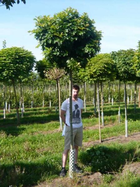 Quercus palustris 'Green Dwarf' (Kugelsumpfeiche/Nadel-Eiche) mit kugeliger Krone, Hochstamm ca. 200 cm, 12-14 StU.