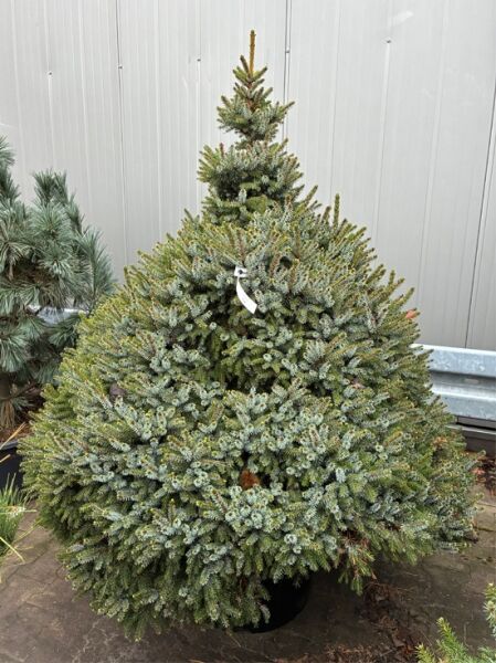 Picea omorika 'Nana' / Omorika-Zwergfichte mit dichtem, hellgrünem Nadelwerk an zahlreichen kurzen Trieben