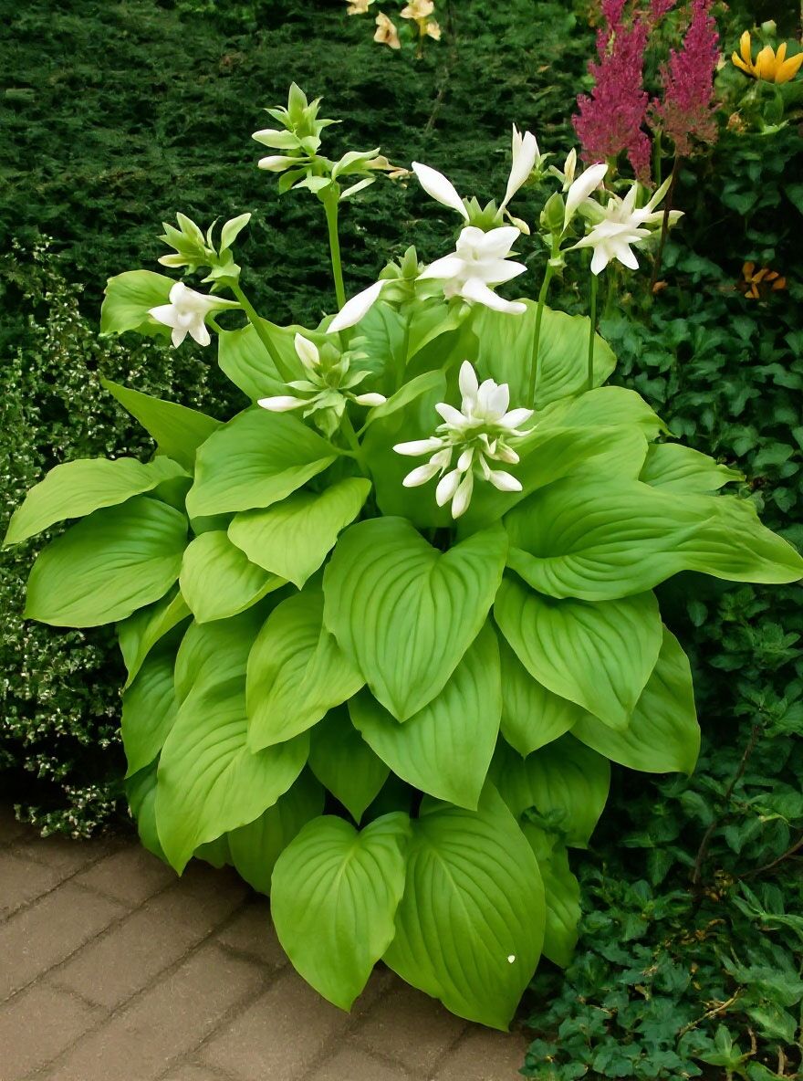 Duftende LilienFunkie 'Grandiflora' kaufen
