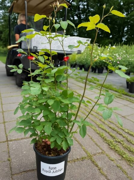 Rosa 'Royal Jubilee' Englische Rose 'Royal Jubilee' C5 im Pflanztopf mit grünen Blättern und Knospen