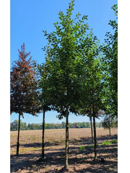 Malus 'Red Sentinel' / Zierapfel 'Red Sentinel' Hochstamm 18-20 StU m. Db., Baum mit grünem Laub und gerader Krone