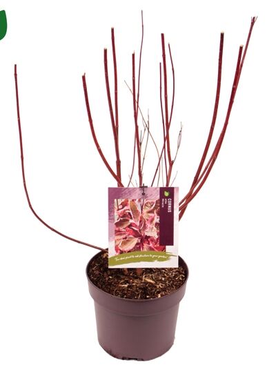 Hartriegel 'Miracle' ® / Cornus alba 'Miracle' ®