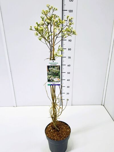 Sieben-Söhne-des-Himmels-Strauch / Heptacodium miconioides