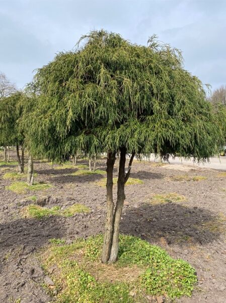 Grüne Fadenzypresse Schirmform (Nr. 1351) / Chamaecyparis pisifera 'Filifera' 160 cm breit x 210 cm hoch 