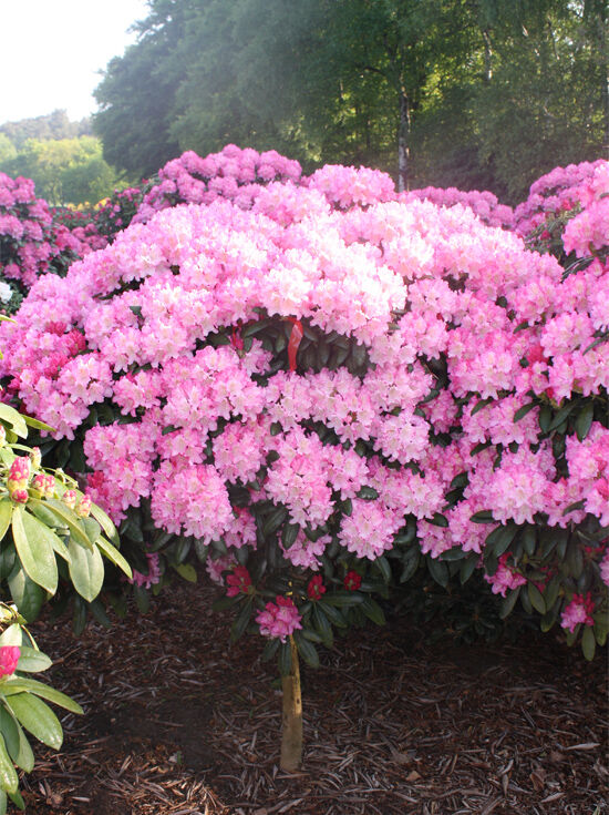 Rhododendron 'Polaris' auf Stamm / Rhododendron yakushimanum 'Polaris