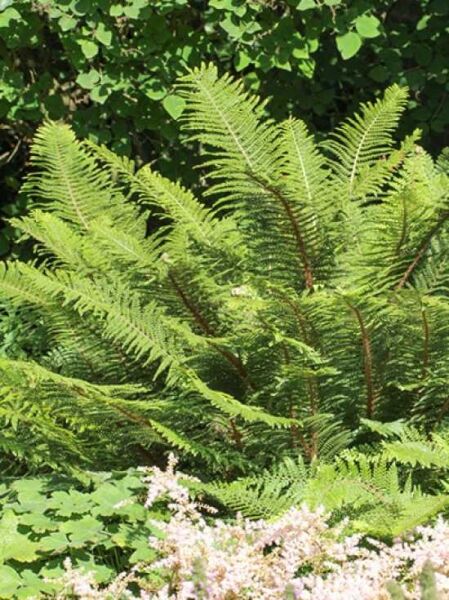 Schmaler Filigranfarn 'Proliferum' / Polystichum setiferum 'Proliferum'