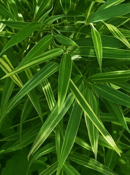 Kleiner Streifenblatt-Bambus 'Shiroshima' (Hibanobambusa tranquillans 'Shiroshima') mit grün-gelb gestreiften, schmalen Blättern.