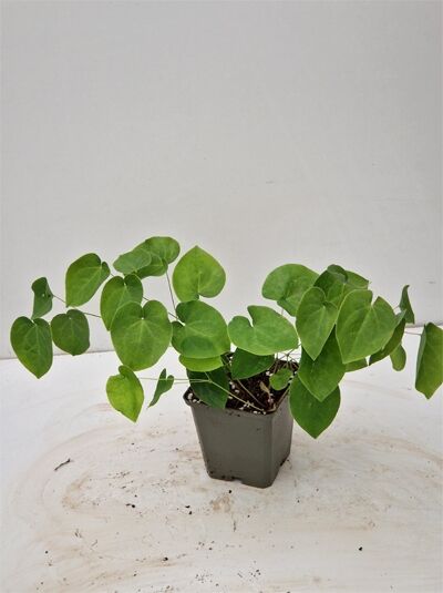 Schwarzmeer-Elfenblume (Epimedium pinnatum ssp. colchicum) im Topf, grüne herzförmige Blätter, Variante P9