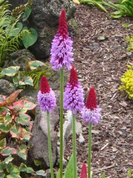 Orchideen-Primel / Primula vialii