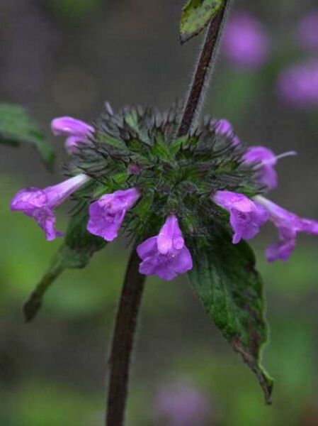 Gemeine Wirbeldost / Clinopodium vulgare