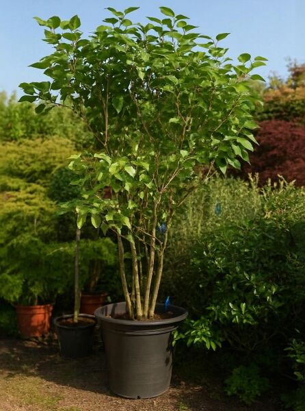 Syringa vulgaris (Gartenflieder) mehrstämmiger Strauch im Container C70, ca. 200–250 cm hoch, mit grünem Laub.