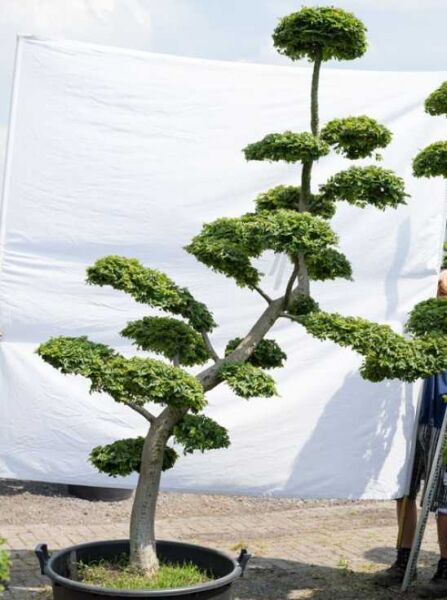 Ulme (Ulmus minor) 'Jacqueline Hillier', Garten-Bonsai, ca. 240 cm hoch und 150 cm breit, formschnittiger Baum im Pflanzkübel.