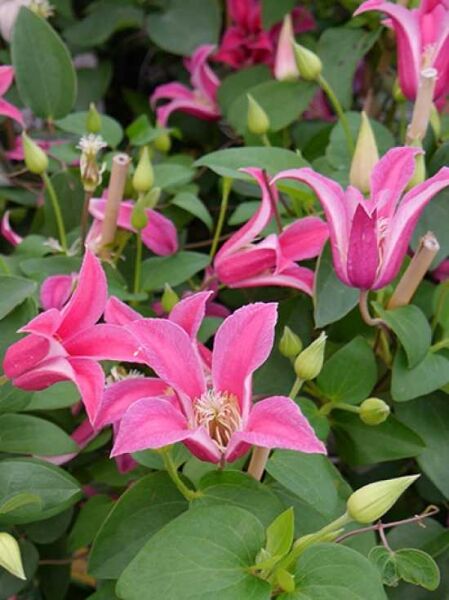 Clematis texensis 'Princess Diana' / 'Princess of Wales' / Texas-Waldrebe 'Princess Diana' / 'Princess of Wales'