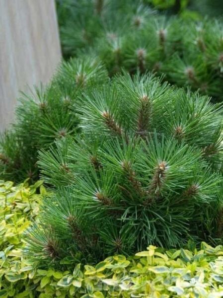 Pinus nigra 'Helga' / Zwerg-Schwarzkiefer 'Helga', kompakter Nadelstrauch mit dichten, dunkelgrünen Nadeln und aufrechten Trieben