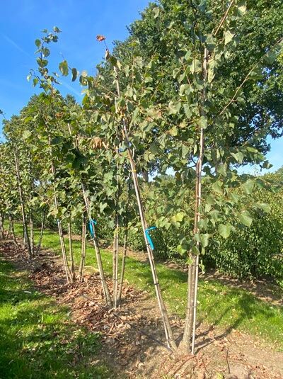 Winter-Linde / Tilia cordata