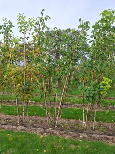 Klee-Ulme / Lederstrauch / Ptelea trifoliata