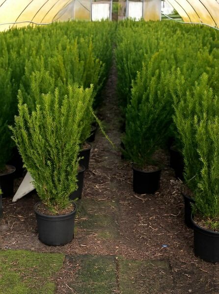 Taxus media 'Hillii' / männliche Becher-Eibe 'Hillii' 100-125 cm C12 im Pflanzcontainer, dicht verzweigter, aufrechter Wuchs