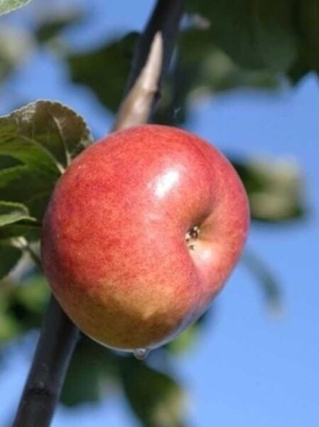 Malus domestica 'Dubbele Bellefleur' / Apfel 'Dubbele Bellefleur'