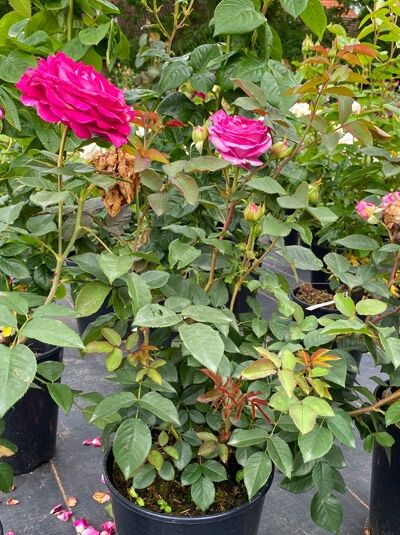 Rosa 'Fräulein Maria' (Beetrose) C5 im Topf mit pinken, gefüllten Blüten und grünen Blättern.