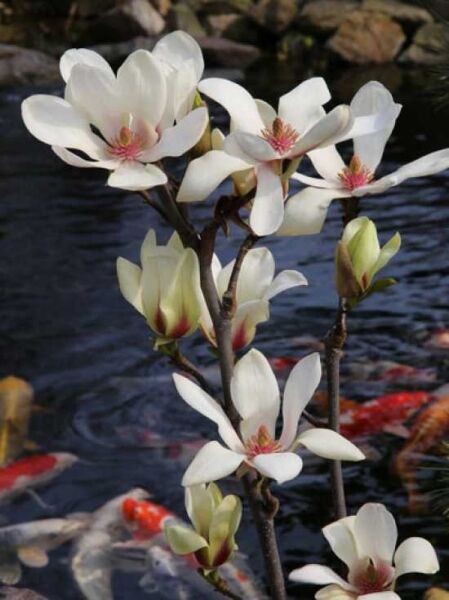 Magnolia 'Sunrise ®' / Magnolie 'Sunrise ® '