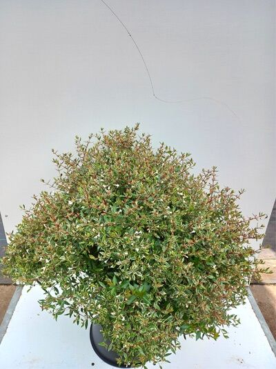 Abelie (Abelia grandiflora) ‘Sparkling Silver‘ 80–100 cm C20, kompakter Strauch im Container mit grün-weiß panaschierten Blättern.