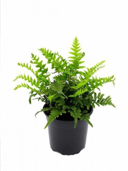 Polypodium vulgare / Gemeiner Tüpfelfarn C1 im Topf, grüner Farn mit gefiederten Wedeln