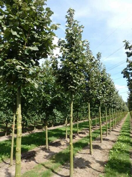 Tilia tomentosa 'Szeleste' / Ungarische Silber-Linde