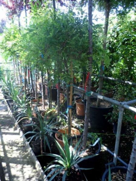 Wisteria sinensis 'Prolific' / Chinesischer Blauregen 'Prolific', 80 cm Stamm, im Container C25 mit grünem Laub.