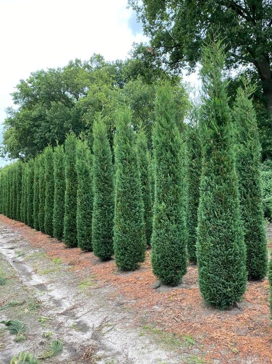 Leyland Zypresse 'Blue Jeans' - Cupressocyparis leylandii 'Blue Jeans'