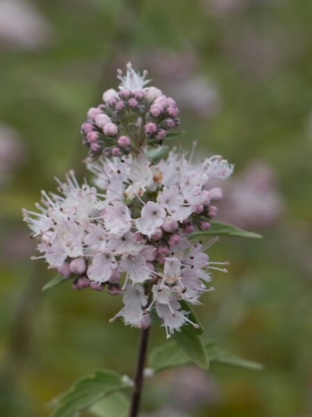 Bartblume 'Camara Pink ®' / Caryopteris x clandonensis 'Camara Pink ®'