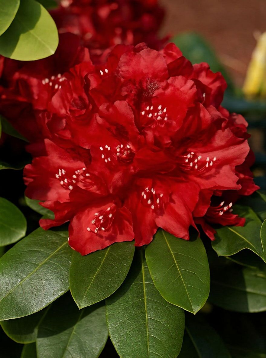 Rhododendron 'Cherry Kiss' - Rhododendron Hybride 'Cherry Kiss ' -R-EU-S-