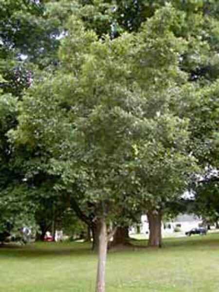 Crataegus lavallei / Zweigriffliger Weißdorn