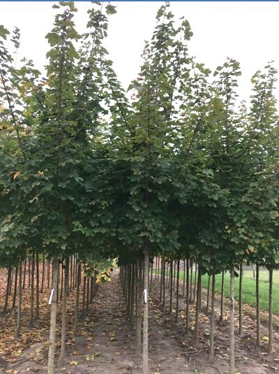 Spitz-Ahorn Acer platanoides 'Emerald Queen' Hochstamm 18-20 StU mit Drahtballen, Baumreihe mit dichtem Laub und geradem Stamm
