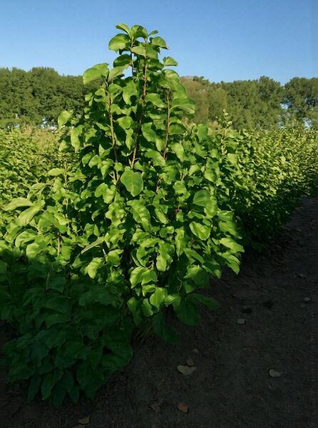 Großblumige Magnolie Magnolia 'Galaxy', mehrstämmig, 175–200 cm mit Drahtballen, grünes Laub im Feldbestand.