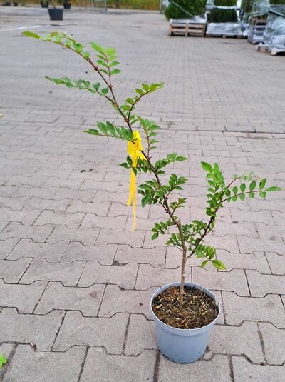Zanthoxylum simulans, Szechuan Pfeffer 40-60 cm C3, junger Strauch im Topf mit mehreren grünen Trieben und Blättern.