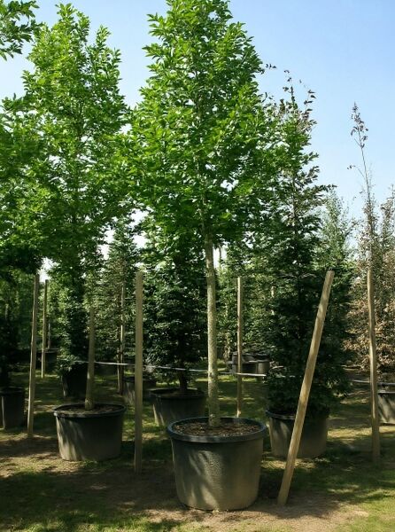 Magnolia kobus (Kobus-Magnolie) Hochstamm 20-25 StU im Container, junger Baum mit grünem Laub im Pflanzcontainer.