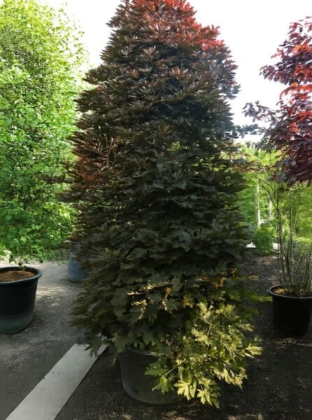 Spitz-Ahorn (Acer platanoides) 'Crimson Sentry' 250-300 cm C250, säulenförmiger Baum im Container mit dunkelrotem Laub