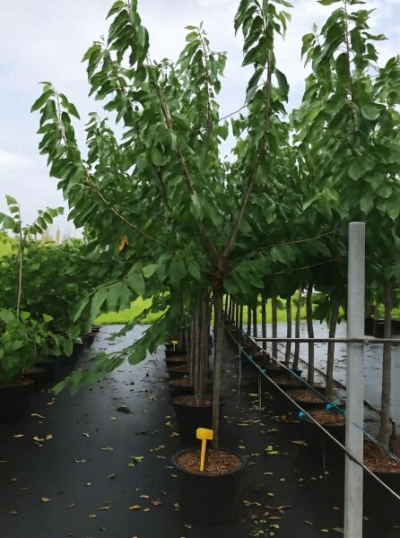Süßkirsche 'Burlat' (Prunus avium 'Burlat') Halbstamm 14-16 StU im Container, junges Bäumchen mit belaubter Krone