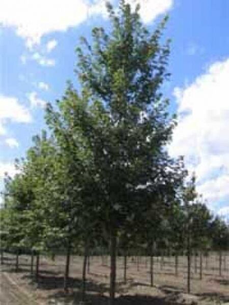 Pennsylvanische Esche 'Summit' / Rot-Esche 'Summit' / Fraxinus pennsylvanica 'Summit'