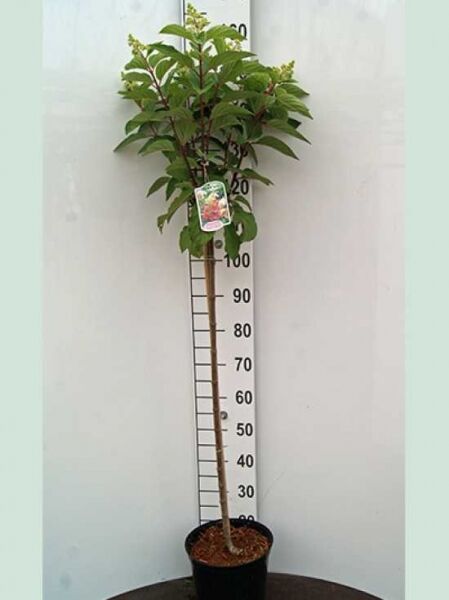 Rispen-Hortensie 'Pinky Winky ®' (Hydrangea paniculata 'Pinky Winky ®') 90 cm Stamm im Topf, grünes Laub, Knospenansätze.