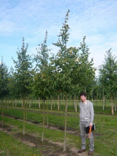Tilia cordata 'Greenspire' / Winter-Linde 'Greenspire'