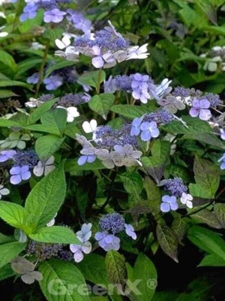 Teller-Hortensie 'Bluebird' / Hydrangea serrata 'Bluebird'