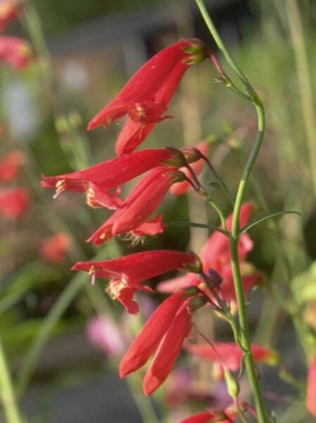 Garten-Bartfaden 'Coccineus' / Penstemon barbatus 'Coccineus'