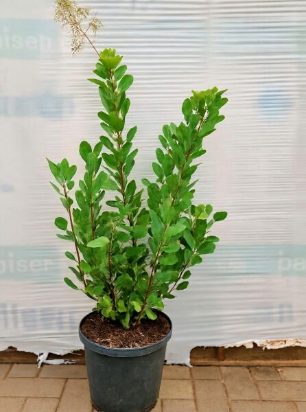 Perückenstrauch ‘Flame’ (Cotinus coggygria) 80-100 cm C10, mehrtriebiger Strauch im schwarzen Pflanztopf mit grünem Laub