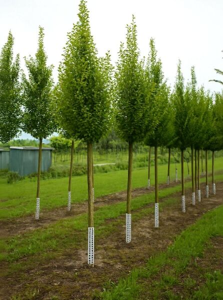Säulen-Hainbuche (Carpinus betulus 'Fastigiata') Hochstamm mit schmaler, pyramidenförmiger Krone, 16–18 cm Stammumfang.